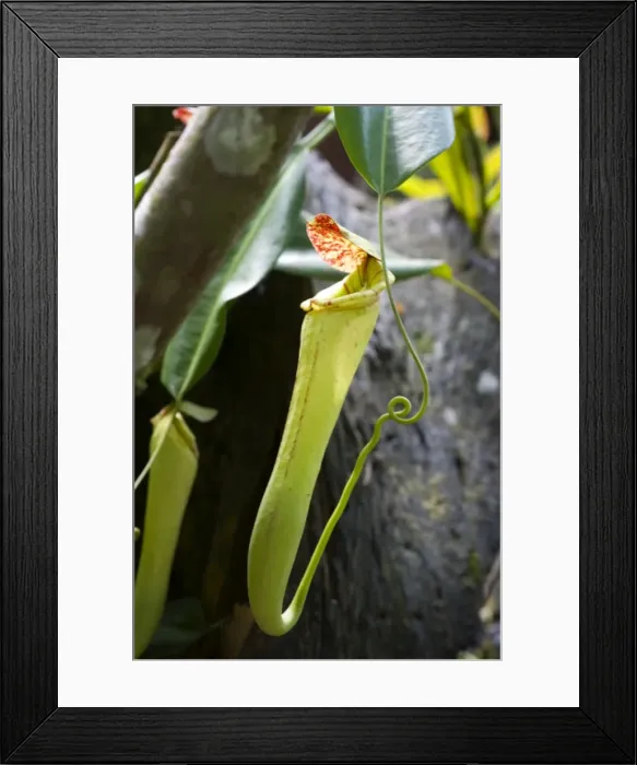 Framed Print : Upper pitcher of the carnivorous pitcher plant (Nepenthes faizaliana) endemic to Sarawak, Borneo, Malaysia, Southeast Asia, Asia Framed Print : Upper pitcher of the carnivorous pitcher plant (Nepenthes faizaliana) endemic to Sarawak, Borneo, Malaysia, Southeast Asia, Asia