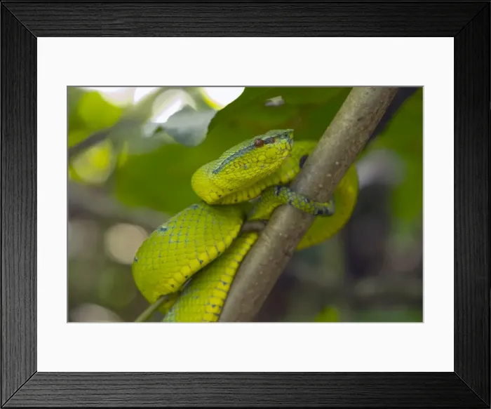 Framed Print : Waglers pit viper (Tropidolaemus wagleri) a venomous green pit viper found throughout Southeast Asia, Sarawak, Borneo, Malaysia, Southeast Asia, Asia Framed Print : Waglers pit viper (Tropidolaemus wagleri) a venomous green pit viper found throughout Southeast Asia, Sarawak, Borneo, Malaysia, Southeast Asia, Asia