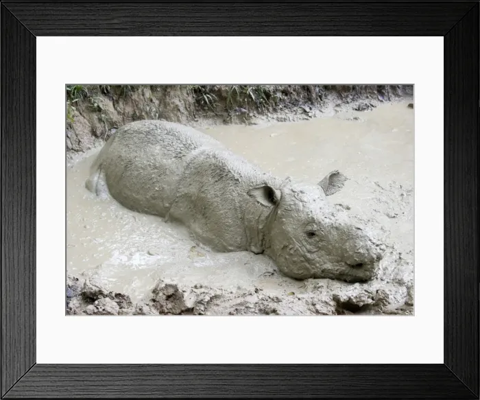 Framed Print : Female Sumatran rhino (Borneo rhino) (Dicerorhinus sumatrensis) in wallow, Tabin Reserve, Sabah, Borneo, Malaysia, Southeast Asia, Asia Framed Print : Female Sumatran rhino (Borneo rhino) (Dicerorhinus sumatrensis) in wallow, Tabin Reserve, Sabah, Borneo, Malaysia, Southeast Asia, Asia