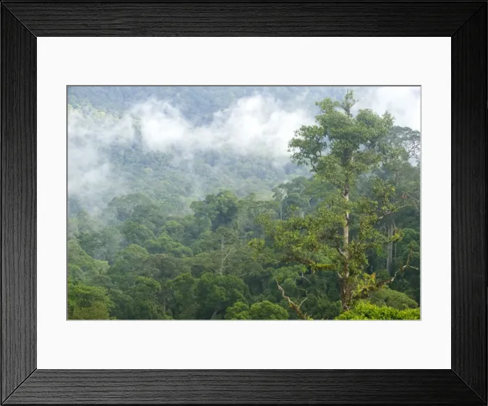 Framed Print : Mist rises from primary rainforest at dawn, Maliau Basin Conservation Area, Sabah, Borneo, Malaysia, Southeast Asia, Asia