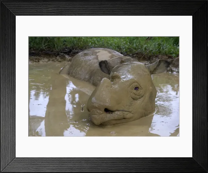 Framed Print : Female Sumatran rhino (Borneo rhino) (Dicerorhinus sumatrensis) in wallow, Tabin Reserve, Sabah, Borneo, Malaysia, Southeast Asia, Asia Framed Print : Female Sumatran rhino (Borneo rhino) (Dicerorhinus sumatrensis) in wallow, Tabin Reserve, Sabah, Borneo, Malaysia, Southeast Asia, Asia