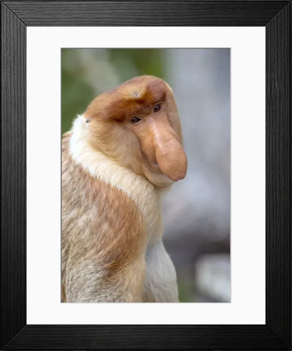 Framed Print : Dominant male proboscis monkey (Nasalis larvatus) has a pendulous nose that covers the mouth and is attractive to females, Labuk Bay Proboscis Monkey Sanctuary, Sabah, Borneo, Malaysia, Southeast Asia, Asia Framed Print : Dominant male proboscis monkey (Nasalis larvatus) has a pendulous nose that covers the mouth and is attractive to females, Labuk Bay Proboscis Monkey Sanctuary, Sabah, Borneo, Malaysia, Southeast Asia, Asia