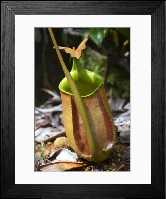 Framed Print : Lower pitcher of the carnivorous pitcher plant (Nepenthes bicalcarata) endemic to Borneo, Sarawak, Borneo, Malaysia, Southeast Asia, Asia Framed Print : Lower pitcher of the carnivorous pitcher plant (Nepenthes bicalcarata) endemic to Borneo, Sarawak, Borneo, Malaysia, Southeast Asia, Asia