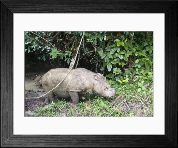 Framed Print : Male Sumatran rhino (Borneo rhino) (Dicerorhinus sumatrensis), Tabin Reserve, Sabah, Borneo, Malaysia, Southeast Asia, Asia Framed Print : Male Sumatran rhino (Borneo rhino) (Dicerorhinus sumatrensis), Tabin Reserve, Sabah, Borneo, Malaysia, Southeast Asia, Asia