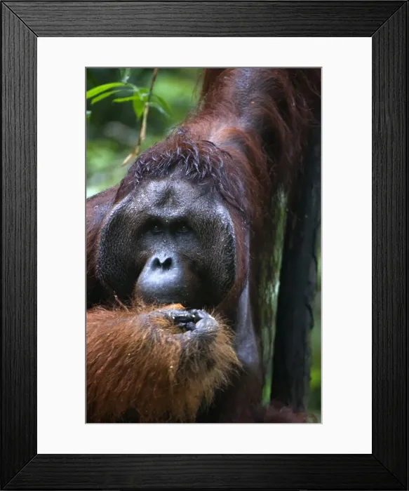 Framed Print : Mature male orangutan at Semenggoh Orangutan Rehabilitation Centre, 740 hectares of primary forest near Kuching in Sarawak, Borneo, Malaysia, Southeast Asia, Asia Framed Print : Mature male orangutan at Semenggoh Orangutan Rehabilitation Centre, 740 hectares of primary forest near Kuching in Sarawak, Borneo, Malaysia, Southeast Asia, Asia