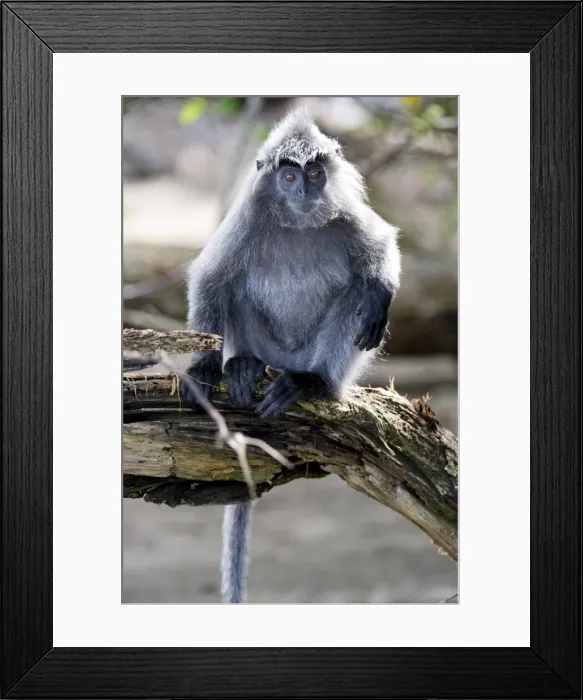 Framed Print : Silvered leaf monkey (Trachypithecus cristatus cristatus), Bako National Park, Sarawak, Borneo, Malaysia, Southeast Asia, Asia Framed Print : Silvered leaf monkey (Trachypithecus cristatus cristatus), Bako National Park, Sarawak, Borneo, Malaysia, Southeast Asia, Asia