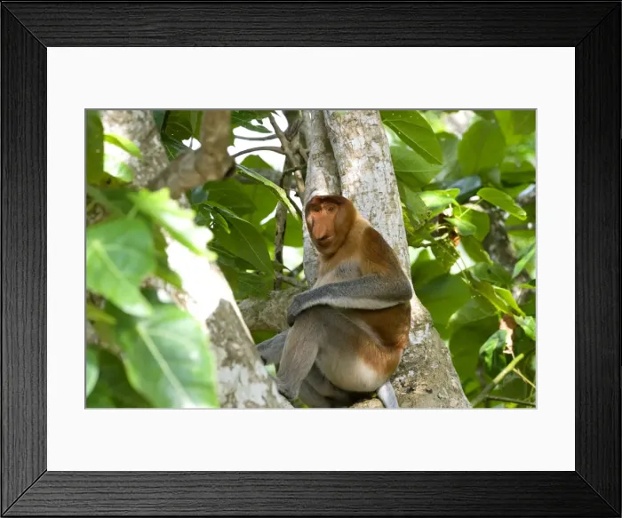 Framed Print : Male proboscis monkey (Narsalis larvatus) is only found on Borneo, Bako National Park, Sarawak, Borneo, Malaysia, Southeast Asia, Asia Framed Print : Male proboscis monkey (Narsalis larvatus) is only found on Borneo, Bako National Park, Sarawak, Borneo, Malaysia, Southeast Asia, Asia