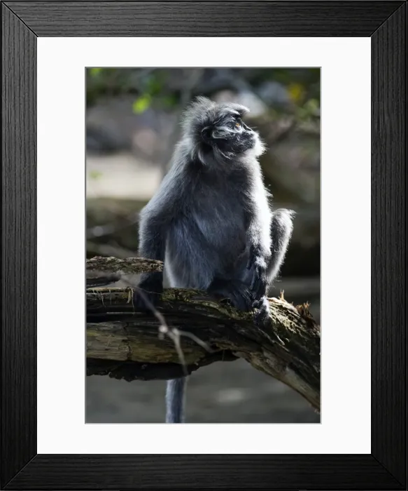 Framed Print : Silvered leaf monkey (Trachypithecus cristatus cristatus), Bako National Park, Sarawak, Borneo, Malaysia, Southeast Asia, Asia