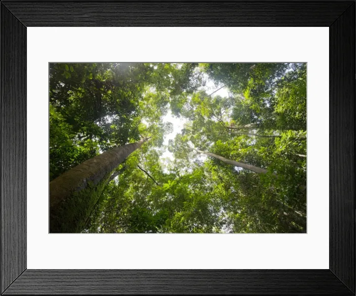 Framed Print : Tall dipterocarp trees in primary rainforest in the Maliau Basin Conservation Area, Sabah, Borneo, Malaysia, Southeast Asia, Asia Framed Print : Tall dipterocarp trees in primary rainforest in the Maliau Basin Conservation Area, Sabah, Borneo, Malaysia, Southeast Asia, Asia
