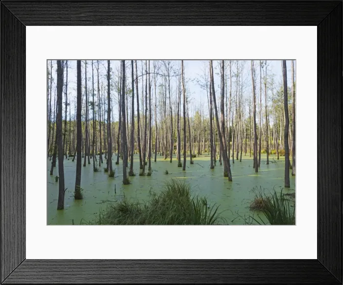 Framed Print : Swamp land forest, Warmia, Poland, Europe Framed Print : Swamp land forest, Warmia, Poland, Europe