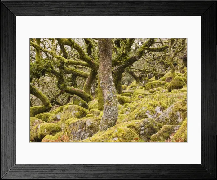 Framed Print : Wistmans Wood in Dartmoor National Park, Devon, England, United Kingdom, Europe Framed Print : Wistmans Wood in Dartmoor National Park, Devon, England, United Kingdom, Europe