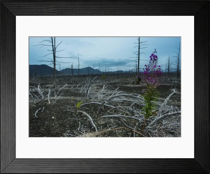 Framed Print : Blooming flower in a dead tree forest on the Tolbachik volcano, Kamchatka, Russia, Eurasia Framed Print : Blooming flower in a dead tree forest on the Tolbachik volcano, Kamchatka, Russia, Eurasia
