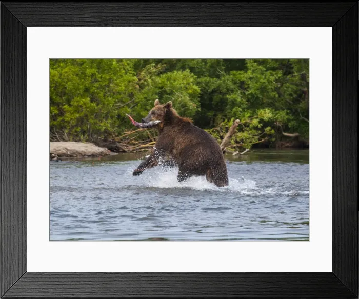 Framed Print : Kamchatka brown bear (Ursus arctos beringianus) hunting for salmon, Kurile Lake, Kamchatka, Russia, Eurasia Framed Print : Kamchatka brown bear (Ursus arctos beringianus) hunting for salmon, Kurile Lake, Kamchatka, Russia, Eurasia