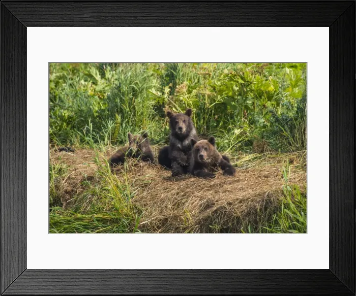 Framed Print : Kamchatka brown bear (Ursus arctos beringianus) cubs, Kurile lake, Kamchatka, Russia, Eurasia Framed Print : Kamchatka brown bear (Ursus arctos beringianus) cubs, Kurile lake, Kamchatka, Russia, Eurasia