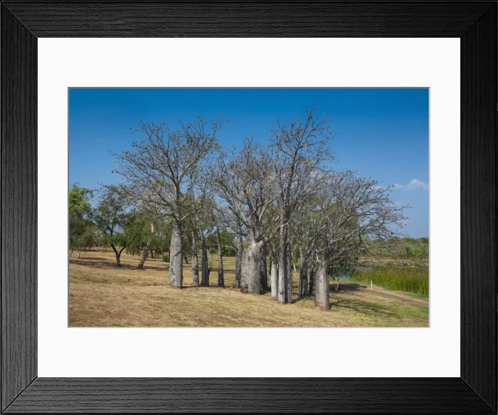 Framed Print : Baobab trees in Kununurra, Kimberleys, Western Australia, Australia, Pacific Framed Print : Baobab trees in Kununurra, Kimberleys, Western Australia, Australia, Pacific