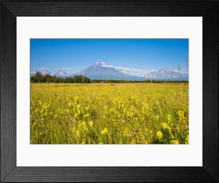 Framed Print : Wild flower field and the Avachinskaya Sopka volcano near Petropavlovsk-Kamchatsky, Kamchatka, Russia, Eurasia