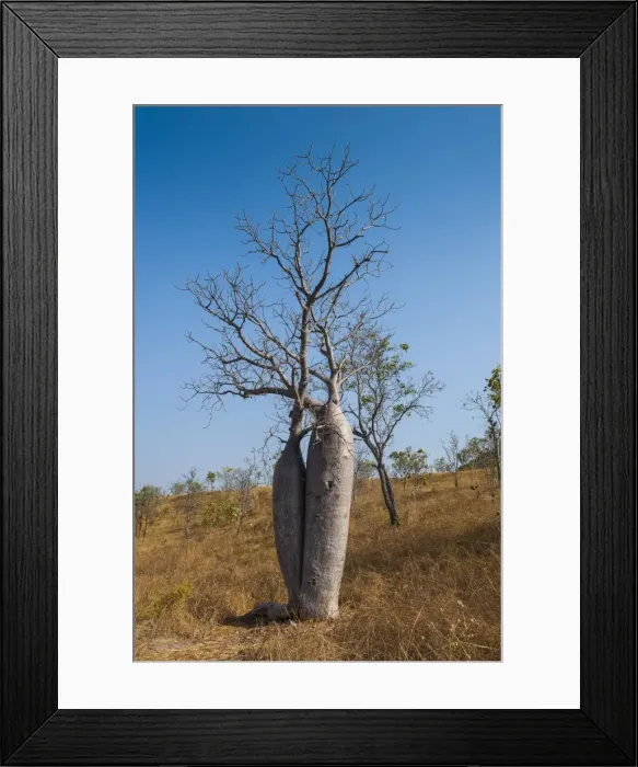 Framed Print : Couple baobab tree above the Grotto Gorge near Wyndham, Western Australia, Australia, Pacific Framed Print : Couple baobab tree above the Grotto Gorge near Wyndham, Western Australia, Australia, Pacific