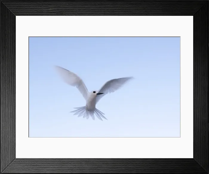 Framed Print : Common white-tern (Gygis alba), Denis Island, Seychelles, Indian Ocean, Africa Framed Print : Common white-tern (Gygis alba), Denis Island, Seychelles, Indian Ocean, Africa