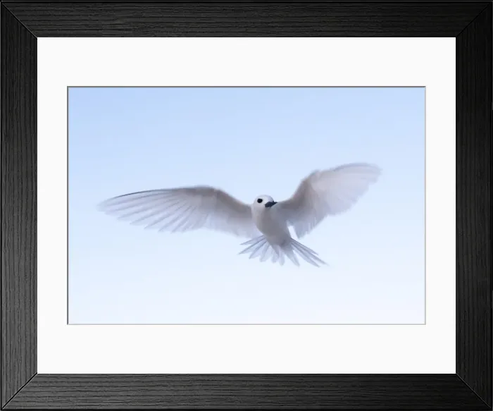 Framed Print : Common white-tern (Gygis alba), Denis Island, Seychelles, Indian Ocean, Africa Framed Print : Common white-tern (Gygis alba), Denis Island, Seychelles, Indian Ocean, Africa