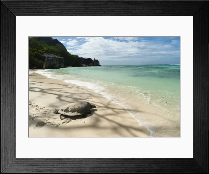 Framed Print : Sea turtle, Anse Source d Argent beach, La Digue, Seychelles, Indian Ocean, Africa Framed Print : Sea turtle, Anse Source d Argent beach, La Digue, Seychelles, Indian Ocean, Africa