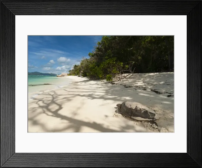 Framed Print : Sea turtle, Anse Source d Argent beach, La Digue, Seychelles, Indian Ocean, Africa Framed Print : Sea turtle, Anse Source d Argent beach, La Digue, Seychelles, Indian Ocean, Africa