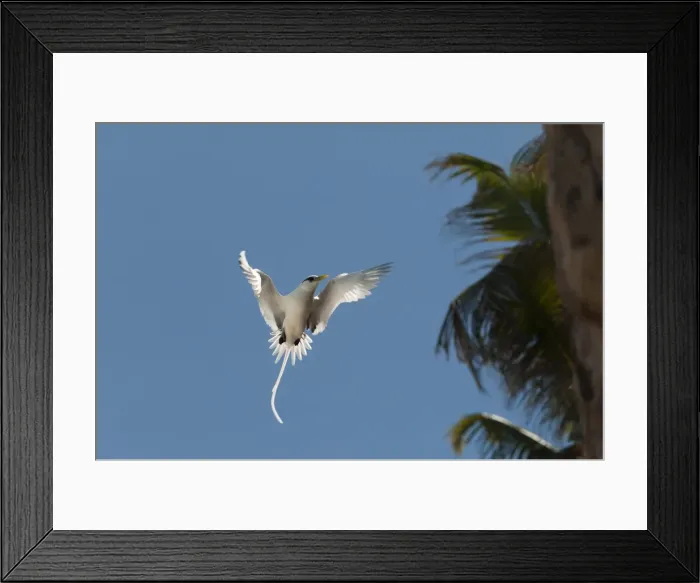 Framed Print : White-tailed tropicbird (Phaethon lepturus), Fregate Island, Seychelles, Indian Ocean, Africa Framed Print : White-tailed tropicbird (Phaethon lepturus), Fregate Island, Seychelles, Indian Ocean, Africa
