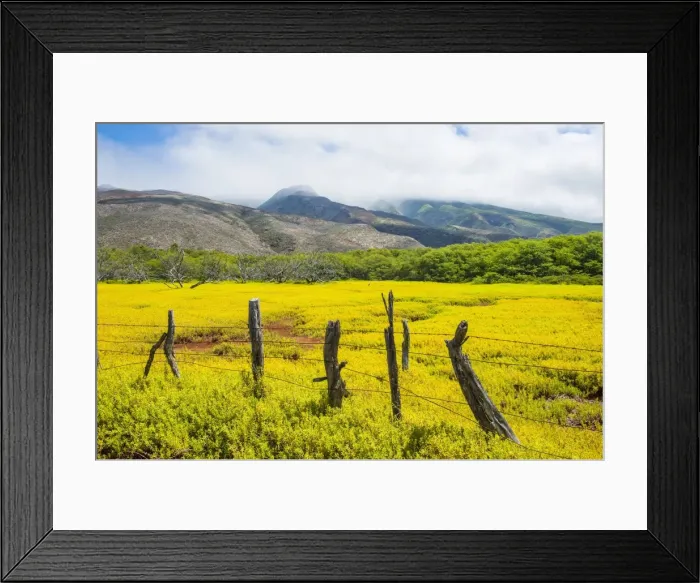 Framed Print : Fenced field of yellow flowers, Island of Molokai, Hawaii, United States of America, Pacific Framed Print : Fenced field of yellow flowers, Island of Molokai, Hawaii, United States of America, Pacific
