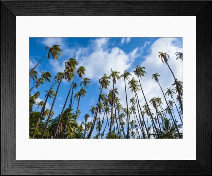 Framed Print : Palm grove in Kaunakakai, island of Molokai, Hawaii, United States of America, Pacific Framed Print : Palm grove in Kaunakakai, island of Molokai, Hawaii, United States of America, Pacific