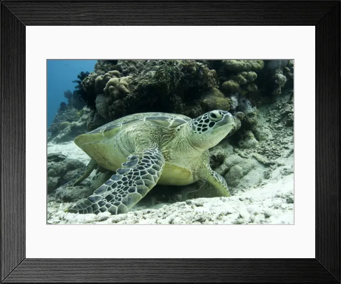 Framed Print : Green sea turtles (Chelonia mydas) common around Pom Pom Island, an important nesting grounds for these marine turtles, Celebes Sea, Sabah, Malaysia, Southeast Asia, Asia Framed Print : Green sea turtles (Chelonia mydas) common around Pom Pom Island, an important nesting grounds for these marine turtles, Celebes Sea, Sabah, Malaysia, Southeast Asia, Asia