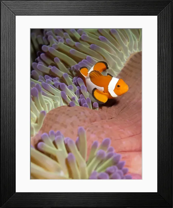Framed Print : False clown anenomefish (Amphiprion ocellaris) in the tentacles of its host anenome, Celebes Sea, Sabah, Malaysia, Southeast Asia, Asia Framed Print : False clown anenomefish (Amphiprion ocellaris) in the tentacles of its host anenome, Celebes Sea, Sabah, Malaysia, Southeast Asia, Asia