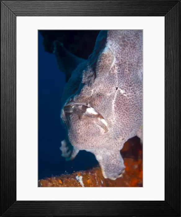 Framed Print : Giant Frogfish (Antennarius commersonii) can grow to 30 cm and is commonly encountered by divers, Celebes Sea, Sabah, Malaysia, Southeast Asia, Asia Framed Print : Giant Frogfish (Antennarius commersonii) can grow to 30 cm and is commonly encountered by divers, Celebes Sea, Sabah, Malaysia, Southeast Asia, Asia