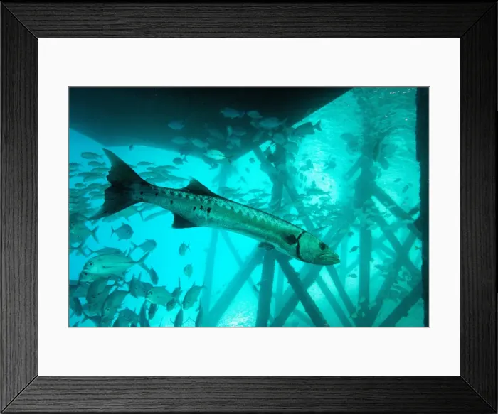 Framed Print : Great barracuda (Sphyraena barracuda) (giant barracuda) can grow up to 1. 8 metres long, under pier, Celebes Sea, Sabah, Malaysia, Southeast Asia, Asia Framed Print : Great barracuda (Sphyraena barracuda) (giant barracuda) can grow up to 1. 8 metres long, under pier, Celebes Sea, Sabah, Malaysia, Southeast Asia, Asia