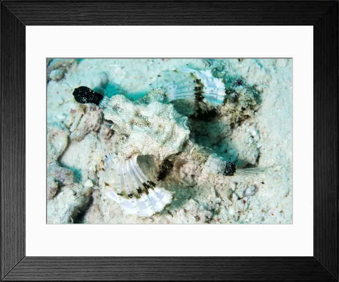 Framed Print : Short dragonfish (sea moth) (Dragon sea moth) (Europegasus draconis), Celebes Sea, Sabah, Malaysia, Southeast Asia, Asia Framed Print : Short dragonfish (sea moth) (Dragon sea moth) (Europegasus draconis), Celebes Sea, Sabah, Malaysia, Southeast Asia, Asia