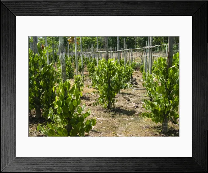 Framed Print : Cultivation and pepper trees, Sarawak, Malaysian Borneo, Malaysia, Southeast Asia, Asia Framed Print : Cultivation and pepper trees, Sarawak, Malaysian Borneo, Malaysia, Southeast Asia, Asia