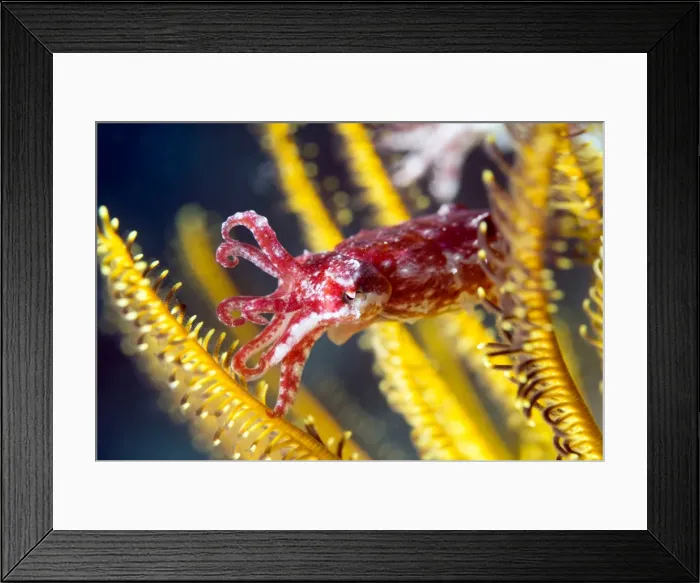 Framed Print : Juvenile cuttlefish (Sepia latimanus) less than 3 cm long shelters in the arms of a crinoid (featherstar), Celebes Sea, Sabah, Malaysia, Southeast Asia, Asia Framed Print : Juvenile cuttlefish (Sepia latimanus) less than 3 cm long shelters in the arms of a crinoid (featherstar), Celebes Sea, Sabah, Malaysia, Southeast Asia, Asia