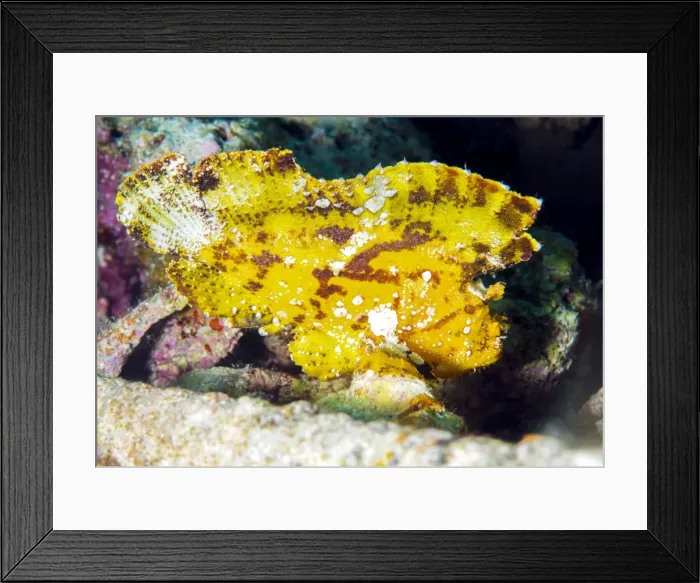 Framed Print : Leaf fish (Taenianotus Triacanthus), an ambush predator found amonst corals, Celebes Sea, Sabah, Malaysia, Southeast Asia, Asia Framed Print : Leaf fish (Taenianotus Triacanthus), an ambush predator found amonst corals, Celebes Sea, Sabah, Malaysia, Southeast Asia, Asia