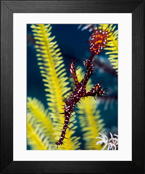 Framed Print : Ornate ghost pipefish (harlequin ghost pipefish) (Solenostomus paradoxus), usually found in pairs at sea fans, or crinoids, Celebes Sea, Sabah, Malaysia, Southeast Asia, Asia Framed Print : Ornate ghost pipefish (harlequin ghost pipefish) (Solenostomus paradoxus), usually found in pairs at sea fans, or crinoids, Celebes Sea, Sabah, Malaysia, Southeast Asia, Asia