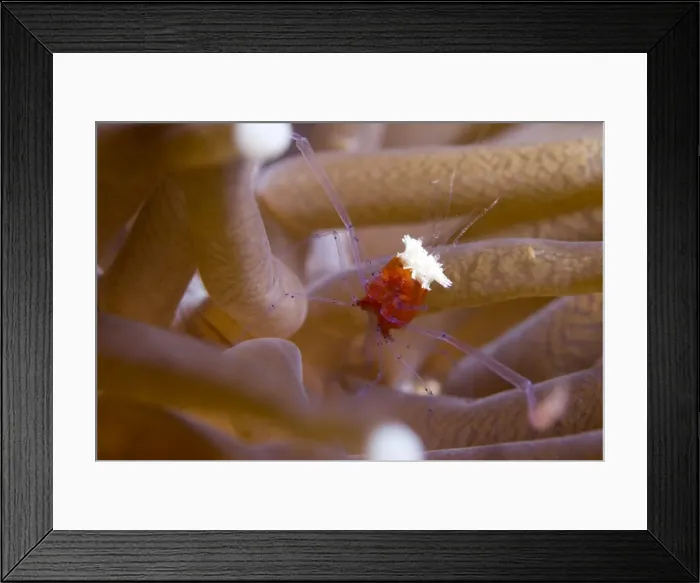 Framed Print : The popcorn shrimp (Periclimenes kororensis) in fungid coral (Heliofungia actiniformis) (mushroom coral), Celebes Sea, Sabah, Malaysia, Southeast Asia, Asia Framed Print : The popcorn shrimp (Periclimenes kororensis) in fungid coral (Heliofungia actiniformis) (mushroom coral), Celebes Sea, Sabah, Malaysia, Southeast Asia, Asia
