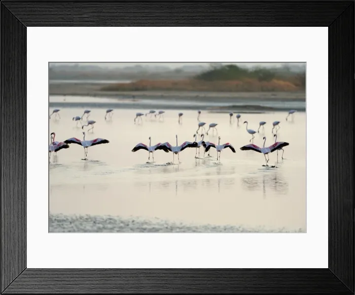 Framed Print : Lesser Flamingos, Little Rann of Kutch, Gujarat, India, Asia Framed Print : Lesser Flamingos, Little Rann of Kutch, Gujarat, India, Asia