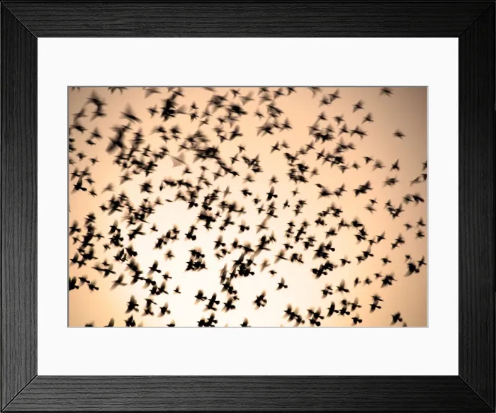 Framed Print : Doves in flight, Maharashtra, India, Asia Framed Print : Doves in flight, Maharashtra, India, Asia