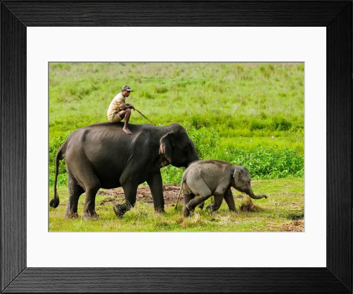 Framed Print : Elephant and mahout, Kaziranga, Assam, India, Asia
