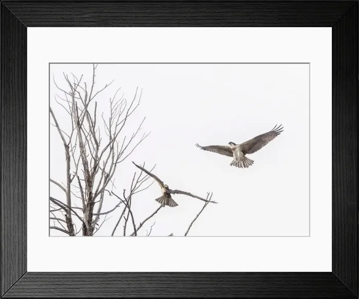 Framed Print : Osprey (Pandion haliaetus) along the Madison River, Yellowstone National Park, Wyoming, United States of America, North America Framed Print : Osprey (Pandion haliaetus) along the Madison River, Yellowstone National Park, Wyoming, United States of America, North America