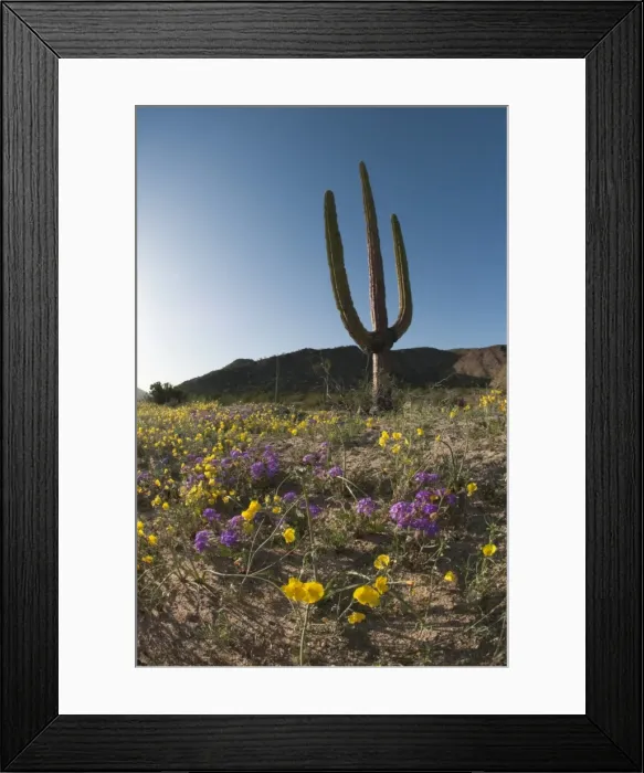 Framed Print : Giant Cardon cactus (Pachycereus pringlei) (Cardan) is a species of cactus native to northwestern Mexico, North America Framed Print : Giant Cardon cactus (Pachycereus pringlei) (Cardan) is a species of cactus native to northwestern Mexico, North America