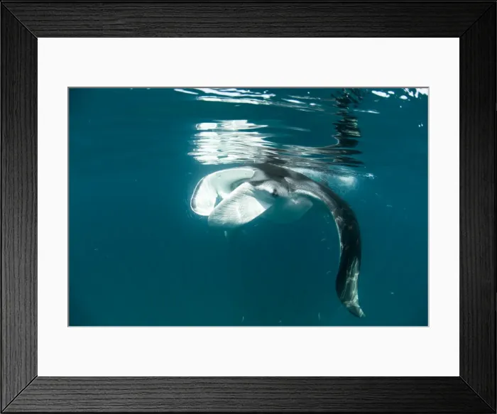 Framed Print : Manta ray (Manta birostris) feeding on zooplankton by extending its cephalic lobes, Quintana Roo, Mexico, North America Framed Print : Manta ray (Manta birostris) feeding on zooplankton by extending its cephalic lobes, Quintana Roo, Mexico, North America