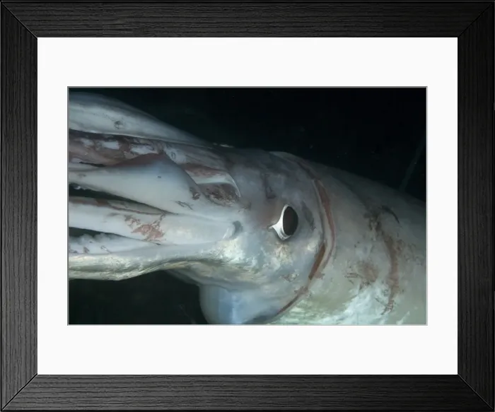 Framed Print : Humboldt (Jumbo) squid (Dosidicus gigas) underwater, Gulf of California, Baja California, Mexico, North America Framed Print : Humboldt (Jumbo) squid (Dosidicus gigas) underwater, Gulf of California, Baja California, Mexico, North America