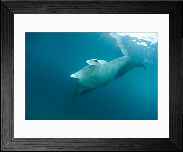 Framed Print : Manta ray (Manta birostris) feeding on zooplankton by extending its cephalic lobes, Yum Balam Marine Protected Area, Quintana Roo, Mexico, North America Framed Print : Manta ray (Manta birostris) feeding on zooplankton by extending its cephalic lobes, Yum Balam Marine Protected Area, Quintana Roo, Mexico, North America