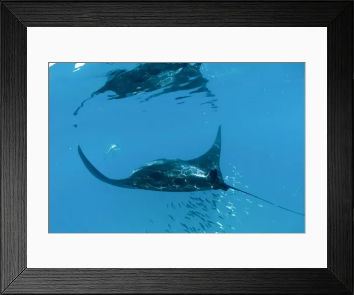Framed Print : Manta ray (Manta birostris) feeding on zooplankton by extending its cephalic lobes, Quintana Roo, Mexico, North America Framed Print : Manta ray (Manta birostris) feeding on zooplankton by extending its cephalic lobes, Quintana Roo, Mexico, North America