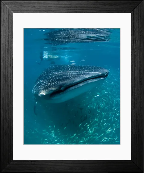 Framed Print : Scientist and whale shark (Rhincodon typus) feeding at the surface on zooplankton, mouth open, known as ram feeding, Yum Balam Marine Protected Area, Quintana Roo, Mexico, North America Framed Print : Scientist and whale shark (Rhincodon typus) feeding at the surface on zooplankton, mouth open, known as ram feeding, Yum Balam Marine Protected Area, Quintana Roo, Mexico, North America