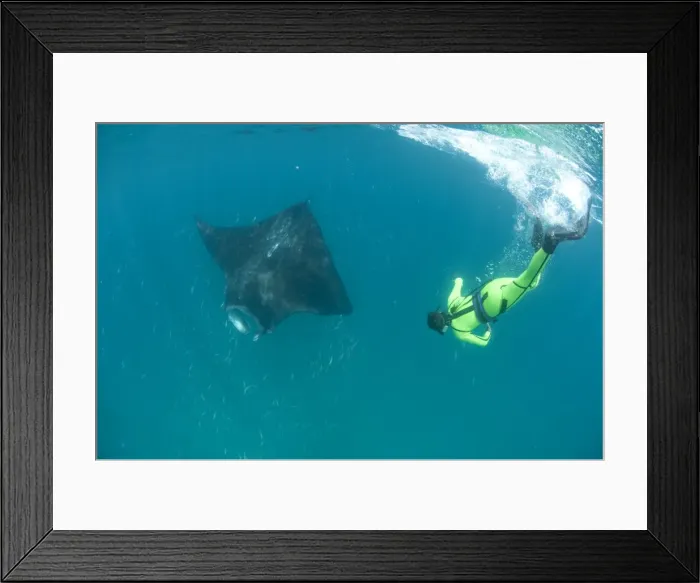 Framed Print : Scientist free diving to make a photo identification of an individual manta ray (Manta birostris), Yum Balam Marine Protected Area, Quintana Roo, Mexico, North America Framed Print : Scientist free diving to make a photo identification of an individual manta ray (Manta birostris), Yum Balam Marine Protected Area, Quintana Roo, Mexico, North America