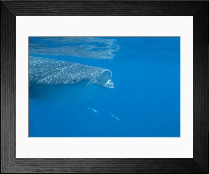 Framed Print : Whale shark (Rhincodon typus) feeding at the surface on zooplankton, mouth open, known as ram feeding, Yum Balam Marine Protected Area, Quintana Roo, Mexico, North America Framed Print : Whale shark (Rhincodon typus) feeding at the surface on zooplankton, mouth open, known as ram feeding, Yum Balam Marine Protected Area, Quintana Roo, Mexico, North America